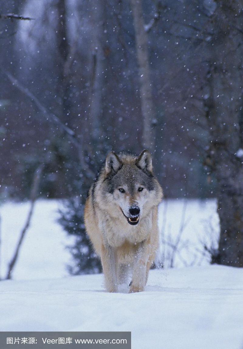 灰太狼在暴风雪中