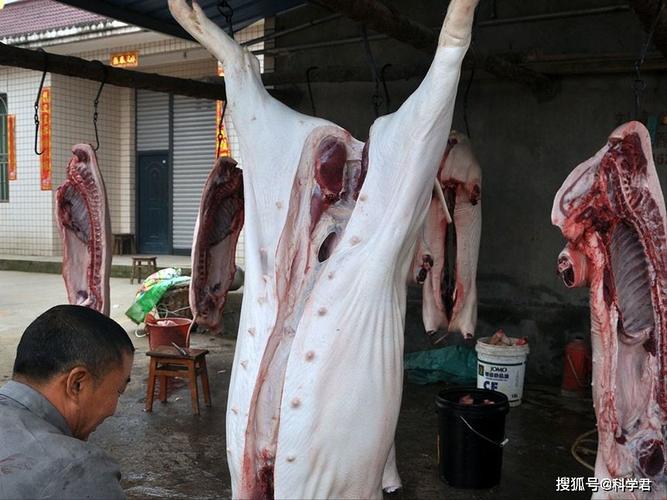 年猪还能杀吗有人杀猪卖肉被罚10万为何有人杀年猪却没事