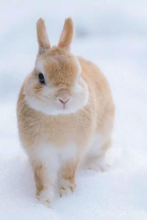 每日吸丨小兔几白了又了白