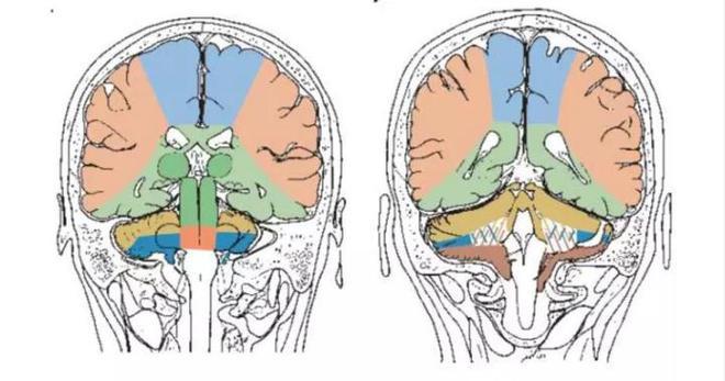 1 superior cerebral veins 大脑上静脉2 superior sagittal sinus 上