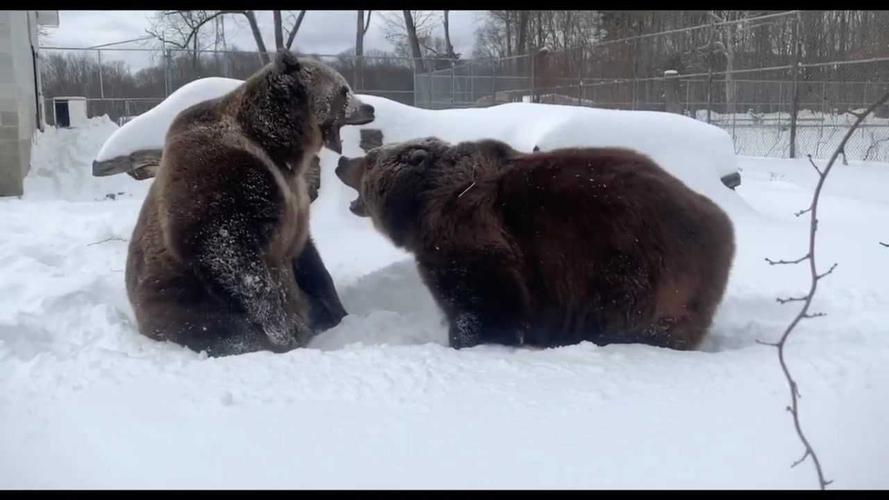野生动物园两头科迪亚克棕熊在雪地里玩耍