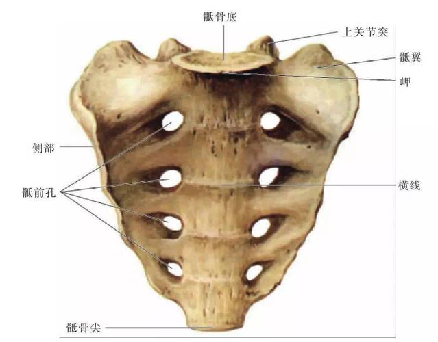 骶骨上连腰椎,下接尾骨,与耻骨相对,左右通过骶髂关节连接髂骨,合围