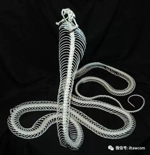 蛇类煞星-眼镜王蛇