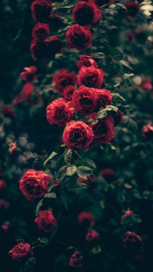 红玫瑰,水滴,黑暗 5k