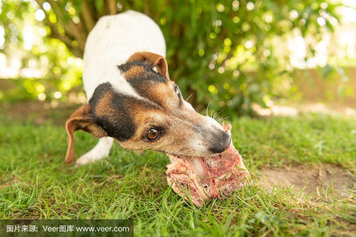 可爱的杰克罗素梗狗吃骨头和肉,并在户外咀嚼