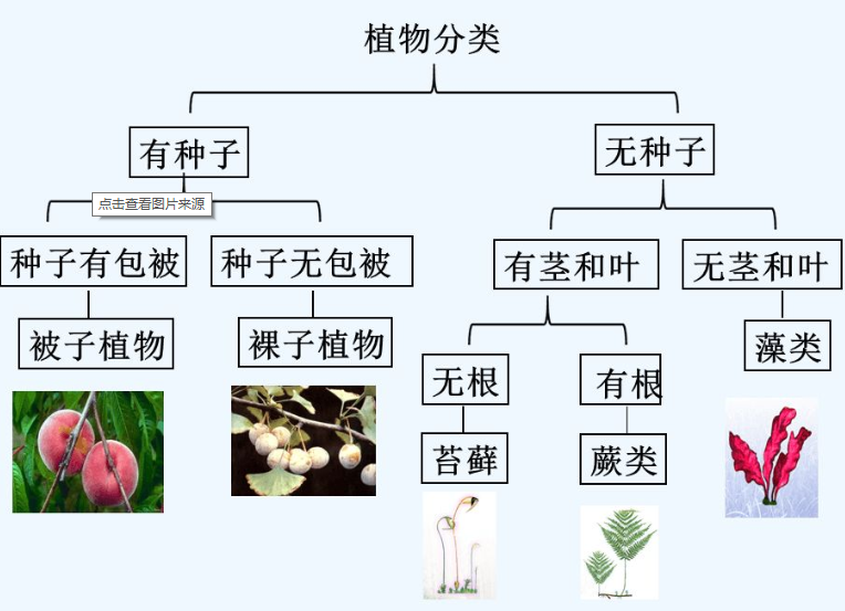 植物分类系统