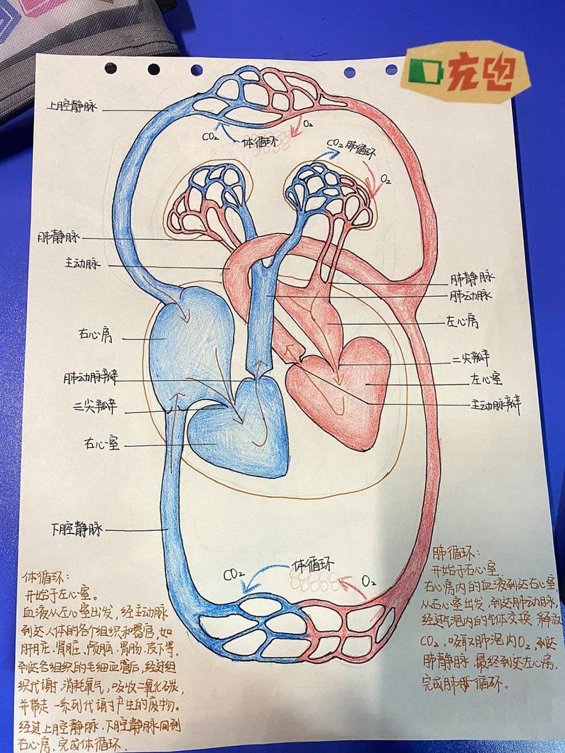 体循环肺循环手绘图 体循环肺循环手绘图