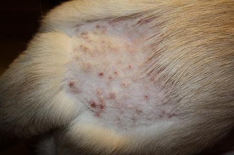 螨虫皮肤病就相对要麻烦一点,首先狗狗的睡垫衣服要经常暴晒消毒,做好