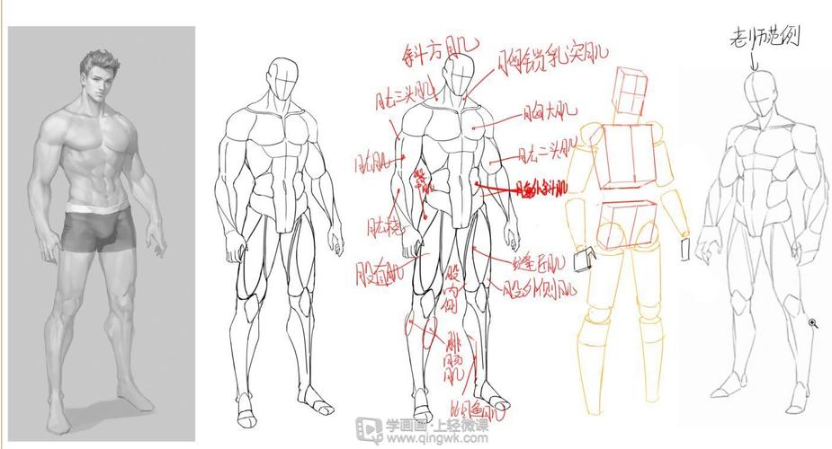 动漫插画之男性人体肌肉解析
