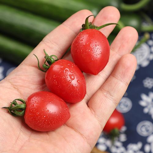 山东圣女果5斤小番茄超甜樱桃千禧果非海南新鲜番茄