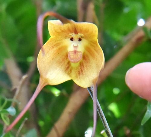 日本植物园现"猴脸兰花" 眼鼻毛发俱全图