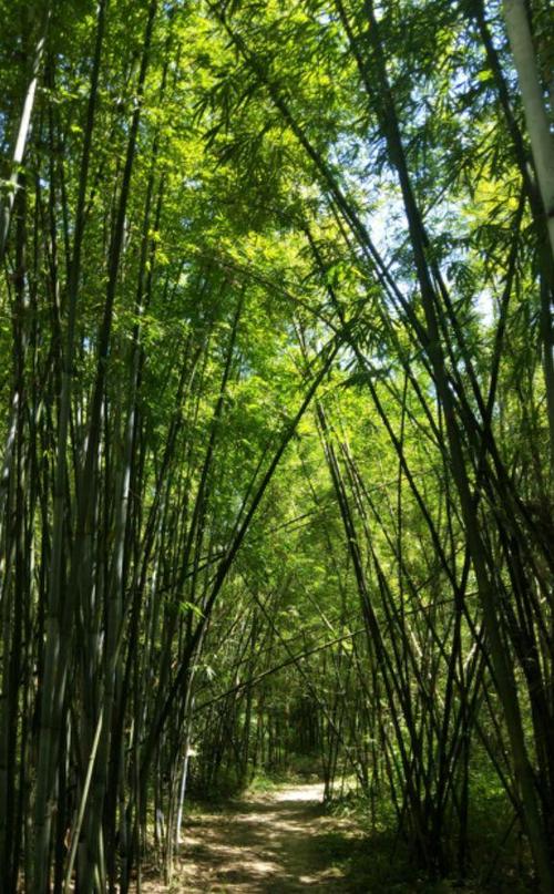 这片细细密密的竹林绿得像一块无瑕的翡翠,阳光透过竹林洒在竹浪上