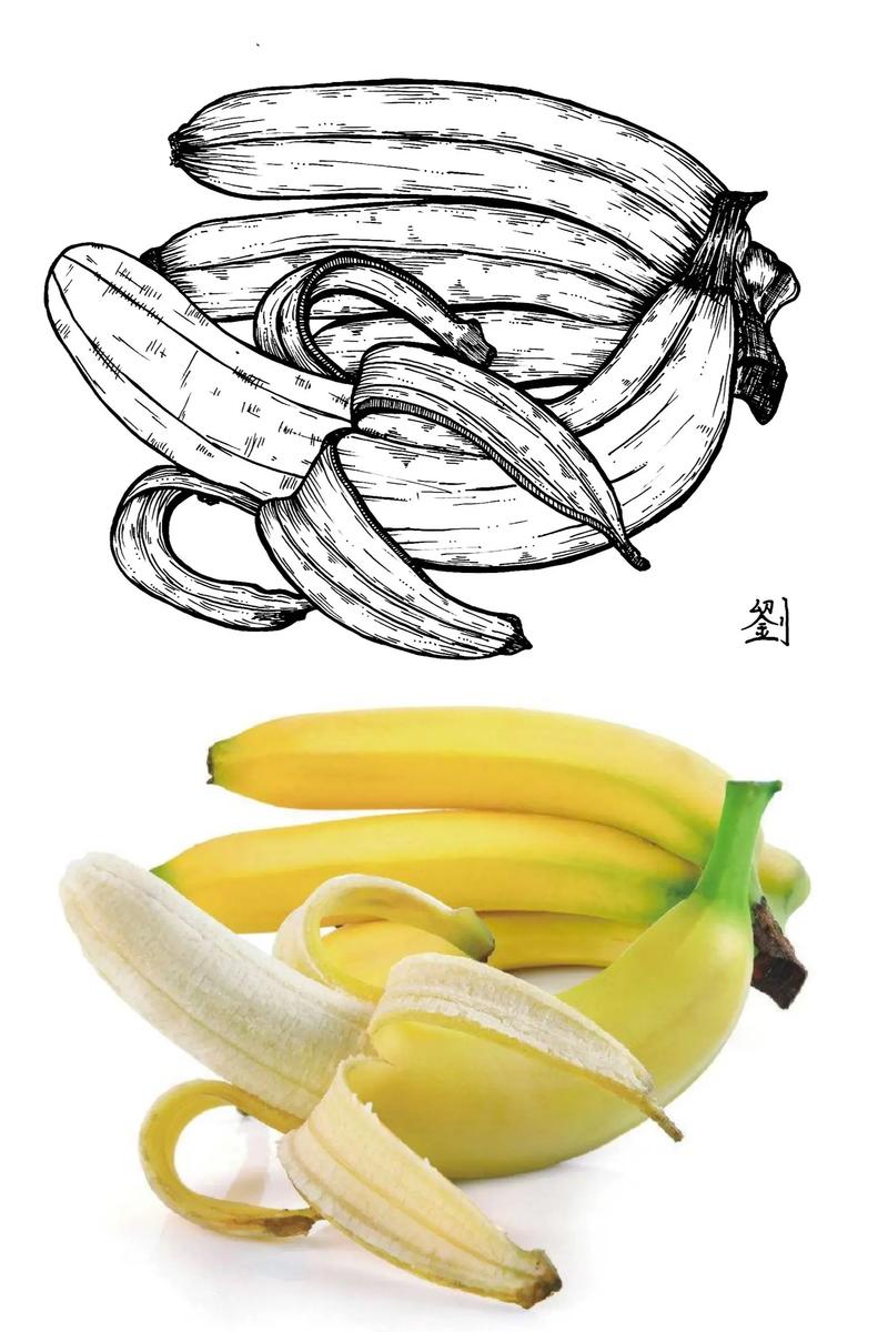 香蕉写生线描绘画  分解步骤#手绘 #写生 #线描 #绘画过 - 抖音