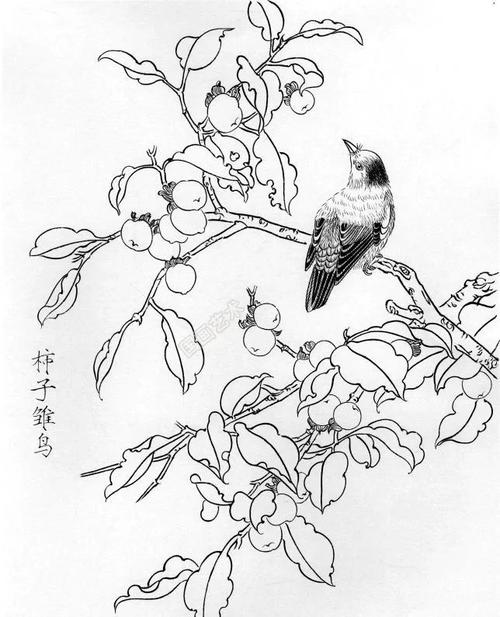 书画联盟丨一组白描花鸟画稿25图