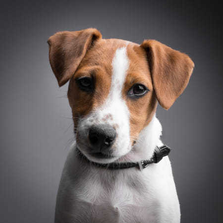 jack russell terrier portrait "alfonso"