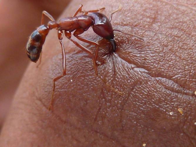 红火蚁咬人导致休克,近年来杀死十多人!被咬了该如何处理?