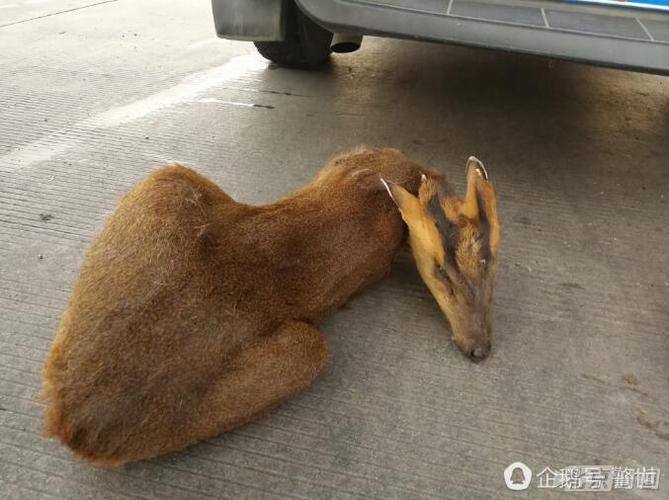 车内堆2千斤野生保护动物尸体 司机谎称是杂交猪