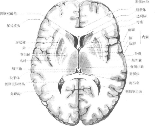 481 大脑水平切面-人体解剖学-医学