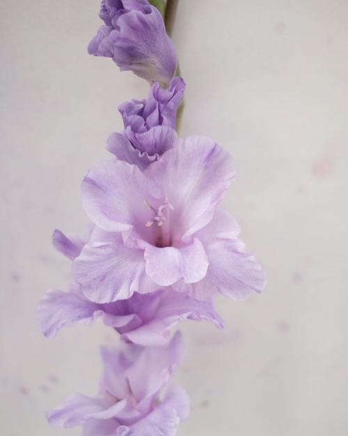 稀有色!香芋紫的剑兰