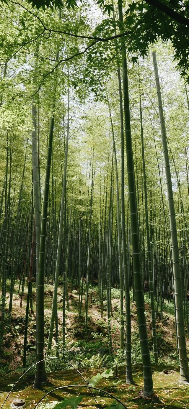 竹林壁纸:深山竹林,自然景色