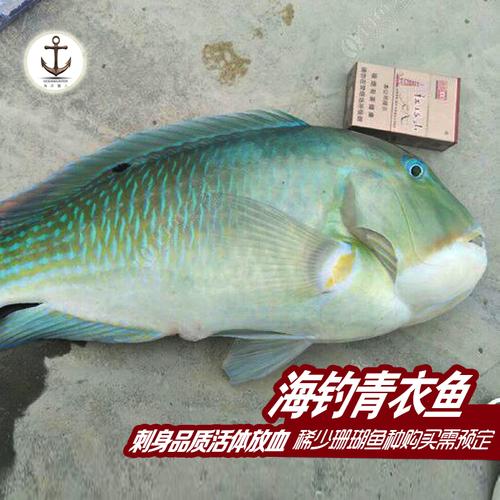 (今日10折)大海钓获野生青衣鱼鲜活,新鲜青衣鱼,又