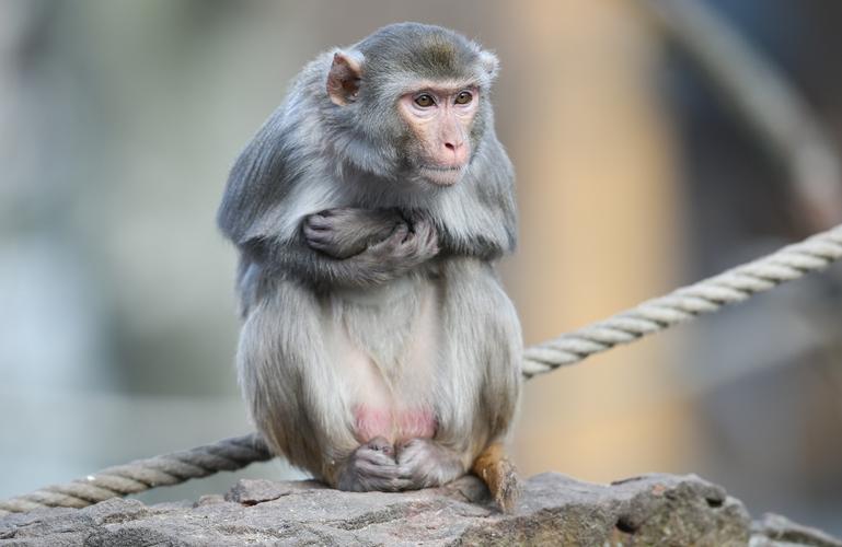 猴子检出「持续性伊波拉病毒」 专家:没感染不等同治愈
