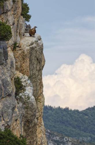 狮鹫秃鹫站立在悬崖上,drome 架,法国