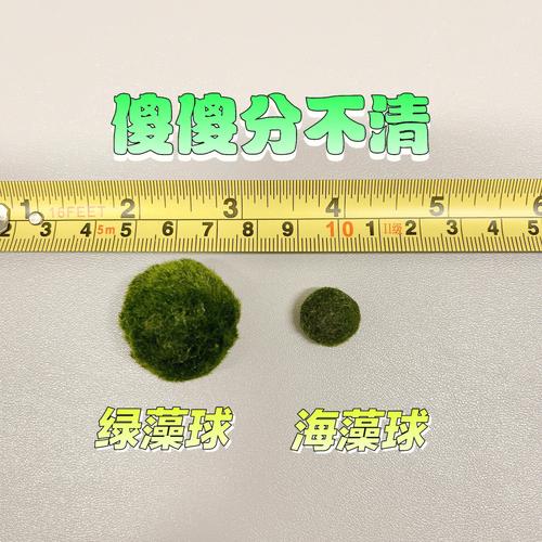 养个绿胖子海藻球跟绿藻球的566个主要区别