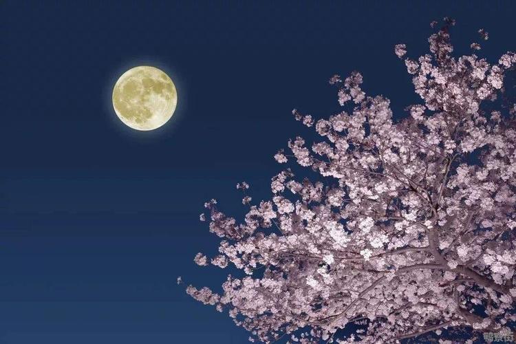 中秋节没有月亮的搞笑说说中秋节拜月亮的图片