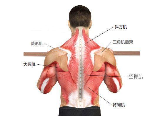 其他主要背部肌肉还包括:大圆肌,菱形肌,腰方肌和多裂肌.