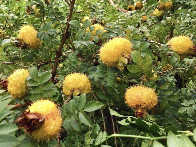 1种野果树奇特黄色的果子长满刺以往常去摘珍贵