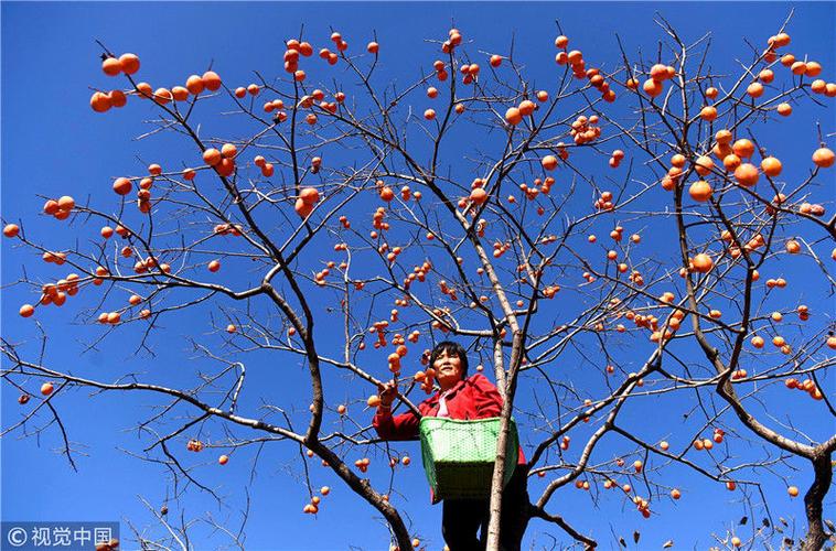 2018年10月23日,山东省淄博市沂源县悦庄镇北鲍庄村的农民在采摘柿子.