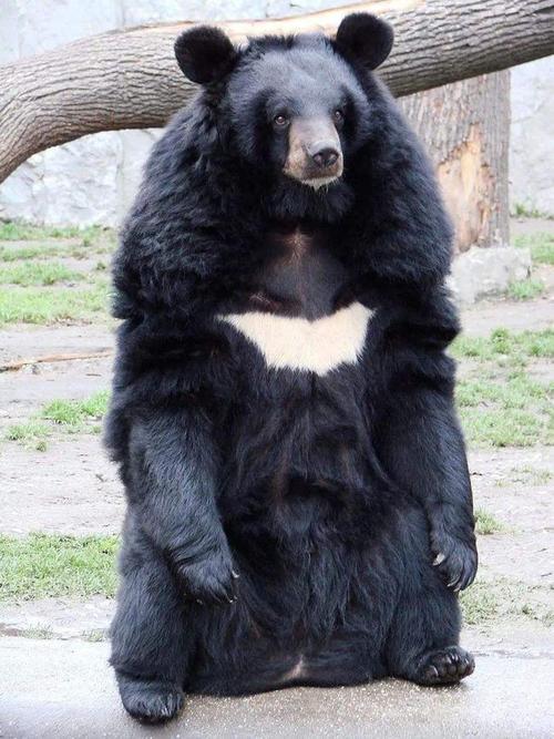 黑狗熊一般是指黑熊,胸前有一个标志性的月牙形状,所以也被称之为"