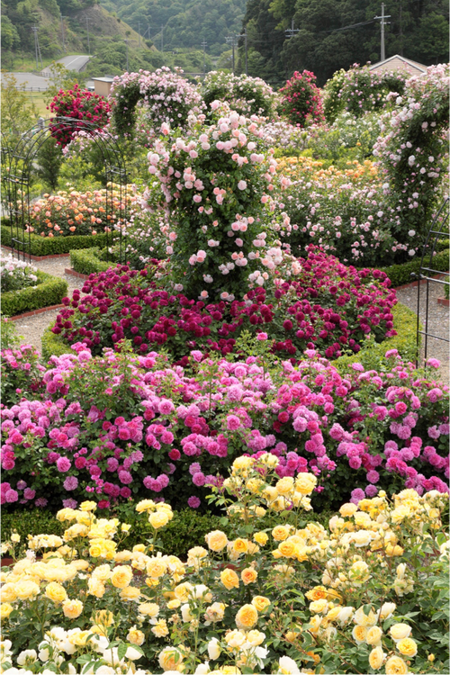 英国月季之父大卫奥斯汀的月季花园最美的月季都在这里