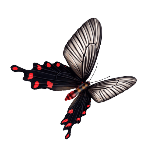 蝴蝶:免抠图png透明素材