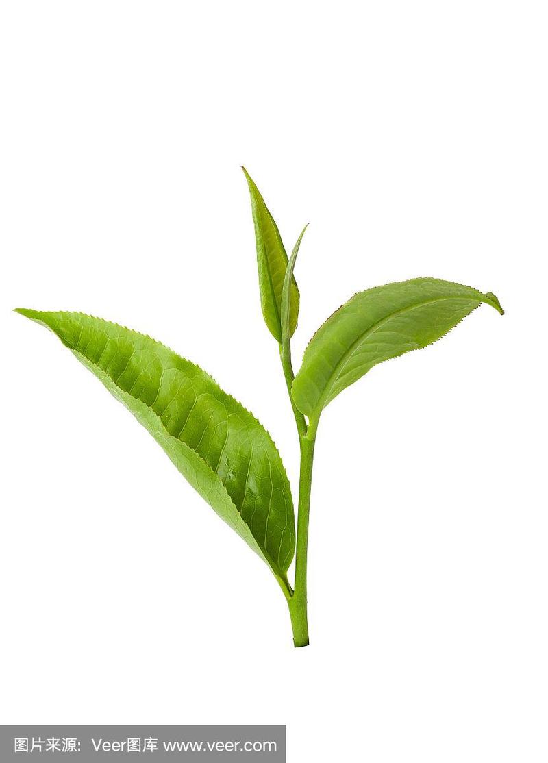 白色背景上孤立的绿茶叶子