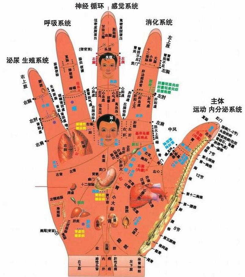 《全息手穴图》 中医认为手部经络穴位丰富,既有手三阳经,手三阴经