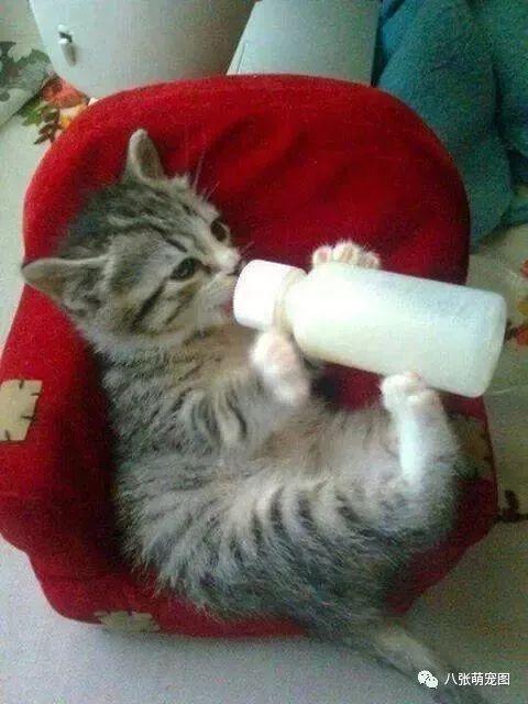 喝奶的小奶喵真是太萌了有没有
