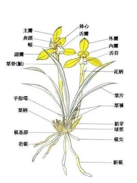 兰花植株结构