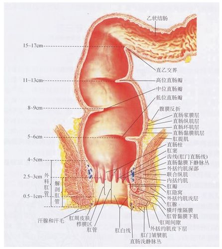 直肠解剖学-人体解剖图
