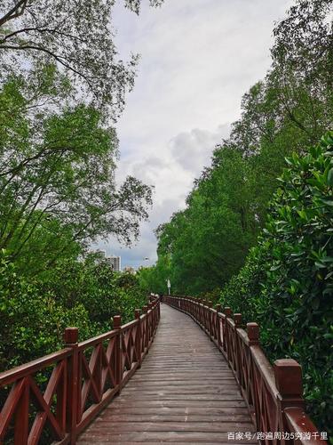 惠州大亚湾红树林,虎头山半日游