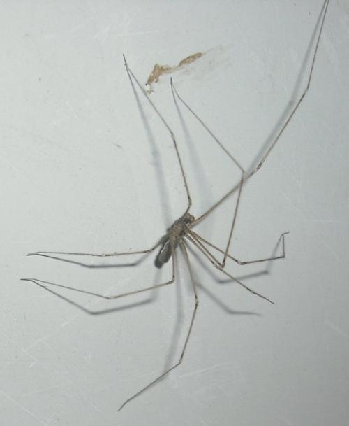 有人知道这是什么虫子么?看起来很像蜘蛛,大概有4-5cm长.有没有毒性