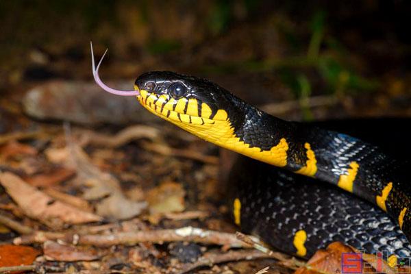 林蛇属 >黄环林蛇体长:250cm,颜色:黑色_黄色林蛇属中体型最大的品种