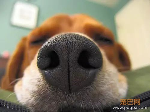 狗狗的嗅觉为何如此灵敏