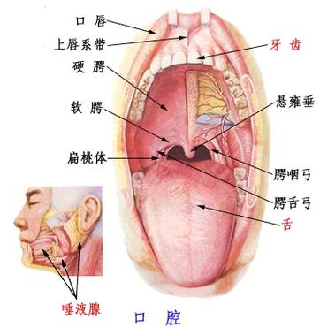 上下唇,颌面构成了口腔的外部轮廓,牙齿,舌头则是口腔内部的主体功能