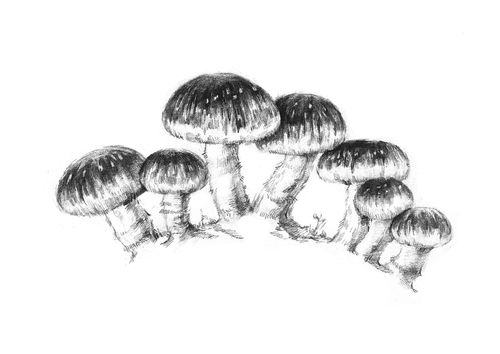 蘑菇素描练习