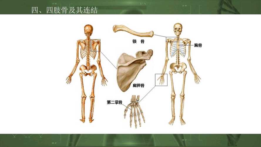 14四肢骨及其连结1所属课程乐学解剖