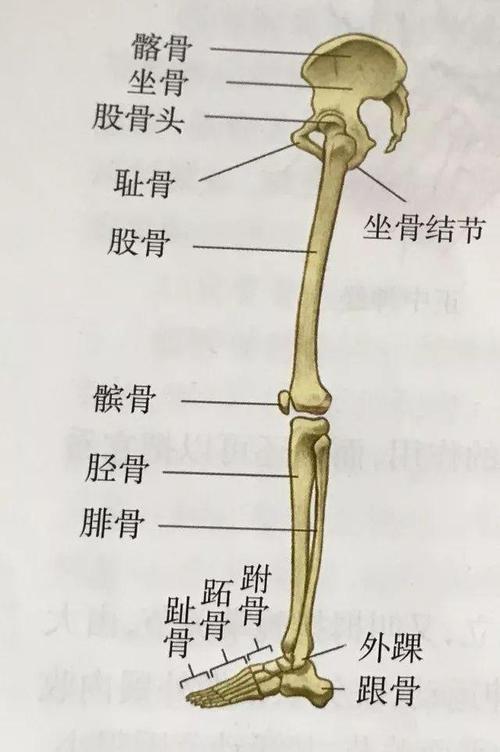 下肢带骨也就是我们常说的髋骨;下肢骨包括「下肢带骨」和「自由下肢