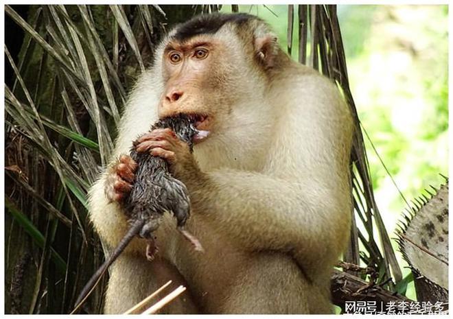 大马猴子开始吃老鼠每年捕鼠3000多只能为果园挽回百万损失