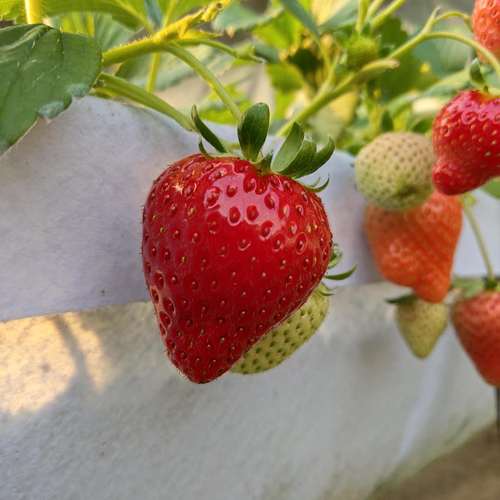 草莓原产地(草莓品种)-百科大全-皮村电商